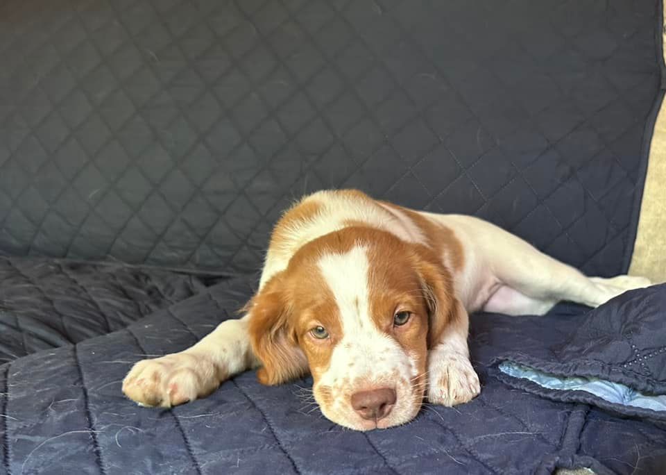 Brittany puppy resting on a dark quilt.