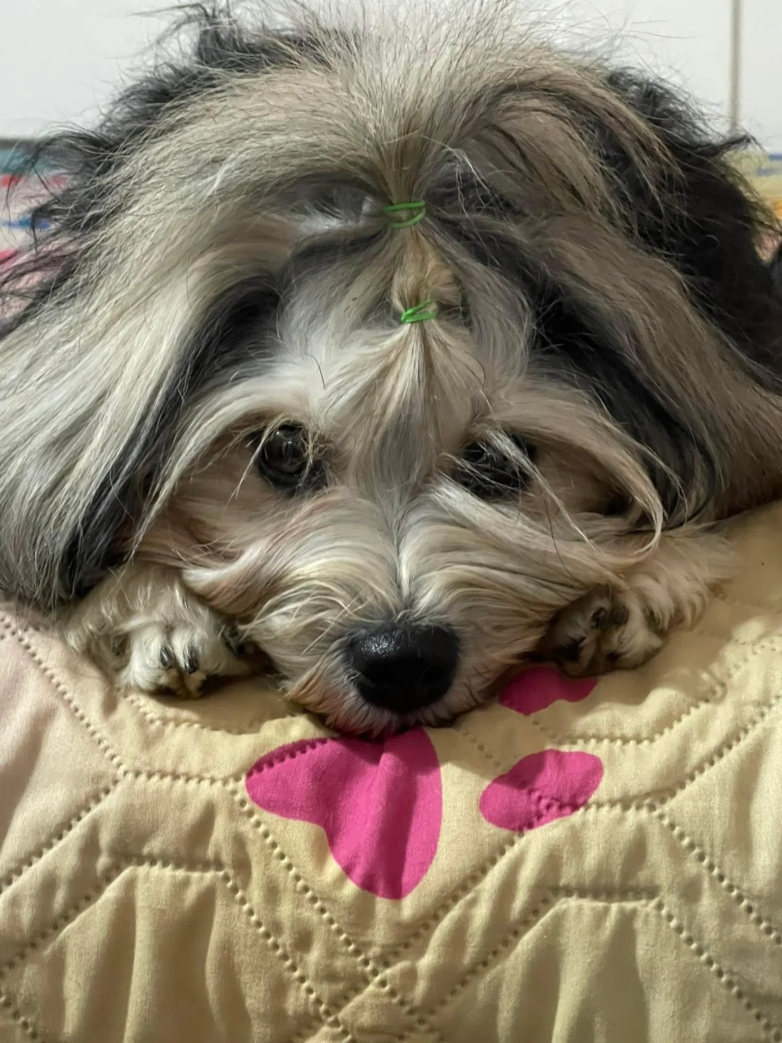 Kiki looking into camera.