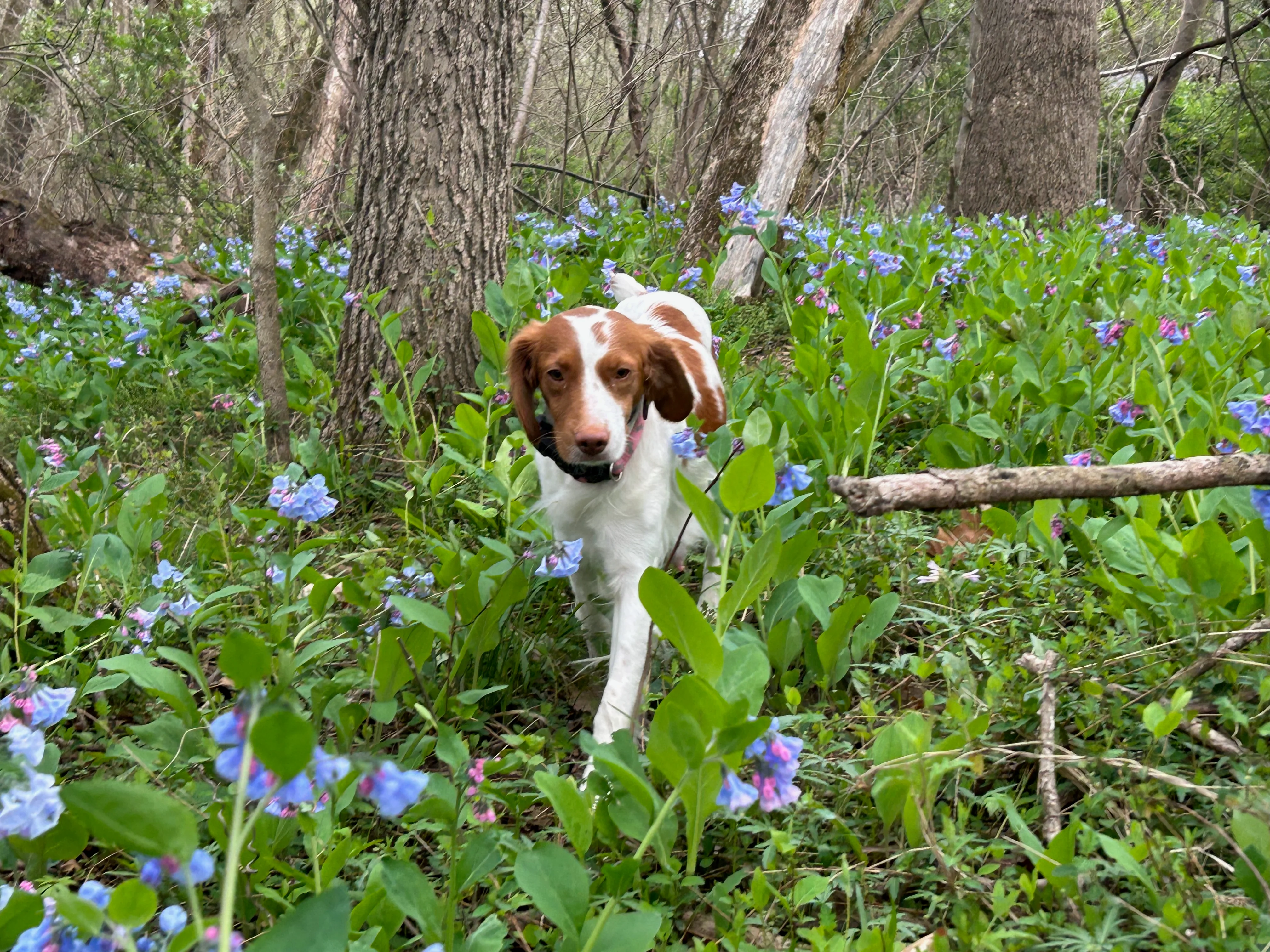 Gypsy running through bluebells.